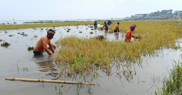 উজানের ঢলে পানির নিচে ধান